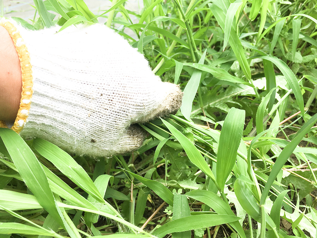 雑草除去・草刈り